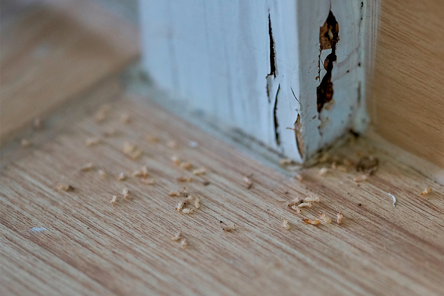 dead-termites-next-to-crack-in-wall-corry-pa